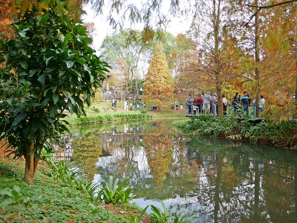桃園「長庚養生文化村落羽松公園」環湖落羽松林與倒影優美浪漫