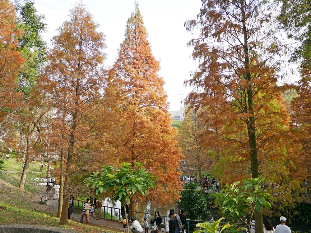 桃園「長庚養生文化村落羽松公園」環湖落羽松林與倒影優美浪漫