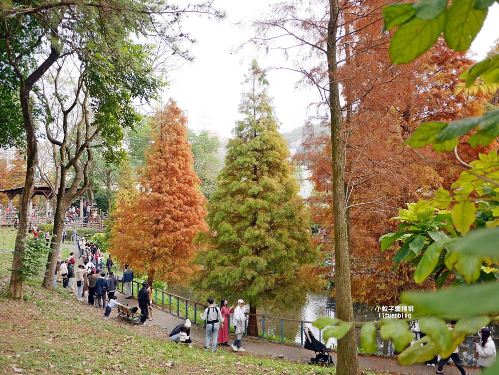 桃園「長庚養生文化村落羽松公園」環湖落羽松林與倒影優美浪漫