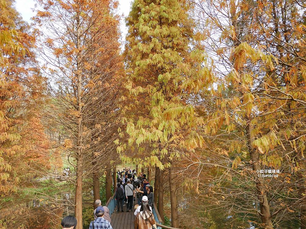 桃園「長庚養生文化村落羽松公園」環湖落羽松林與倒影優美浪漫