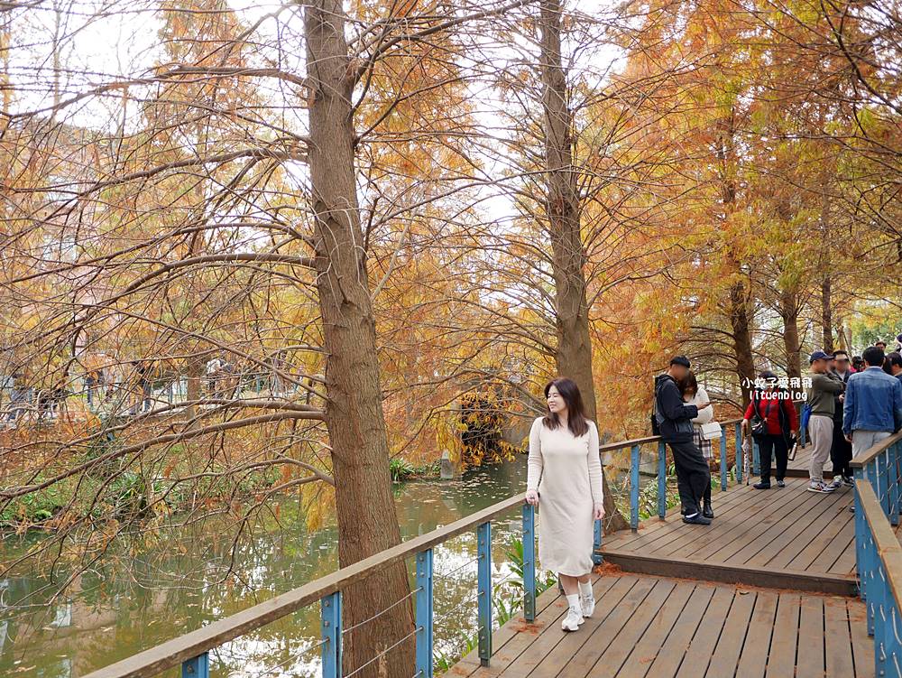 桃園「長庚養生文化村落羽松公園」環湖落羽松林與倒影優美浪漫