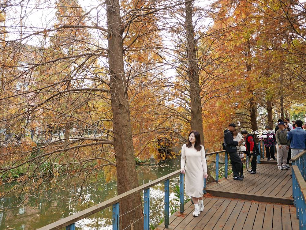 桃園「長庚養生文化村落羽松公園」環湖落羽松林與倒影優美浪漫