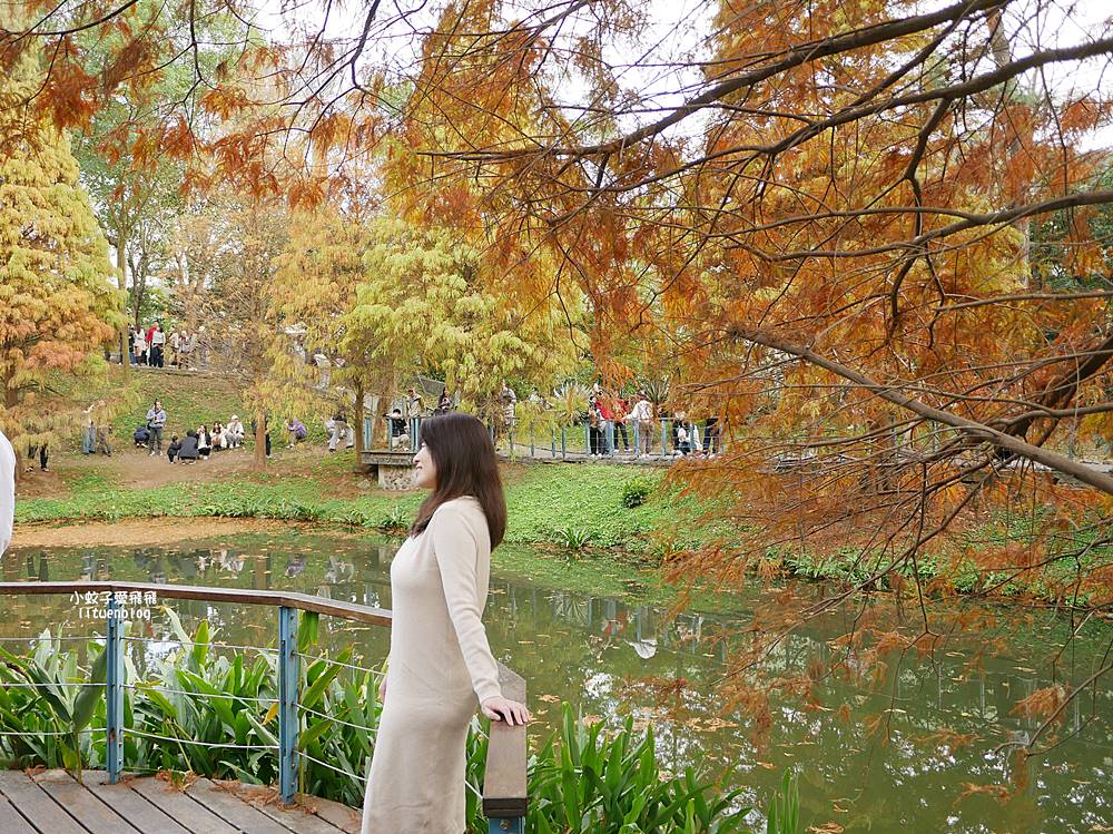 桃園「長庚養生文化村落羽松公園」環湖落羽松林與倒影優美浪漫