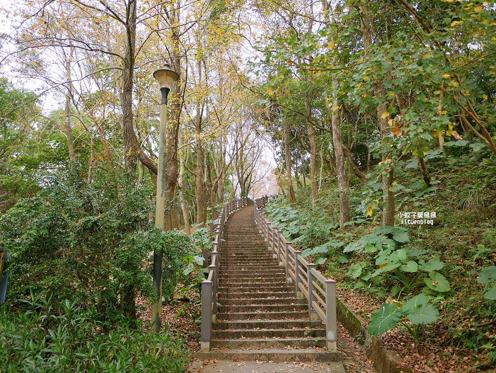 桃園「長庚養生文化村落羽松公園」環湖落羽松林與倒影優美浪漫
