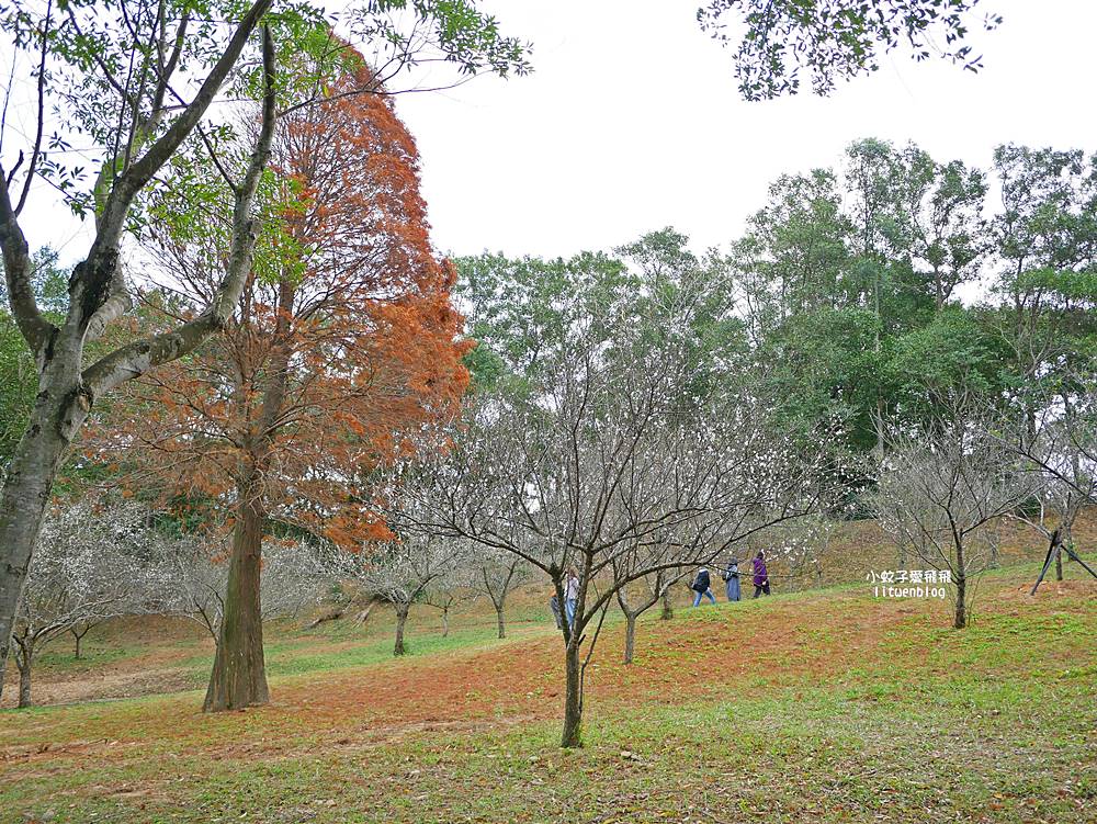 桃園「長庚養生文化村落羽松公園」環湖落羽松林與倒影優美浪漫