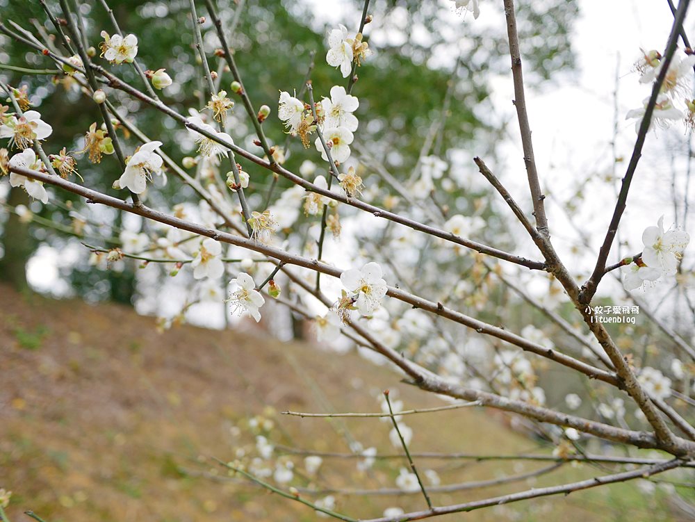 桃園「長庚養生文化村落羽松公園」環湖落羽松林與倒影優美浪漫