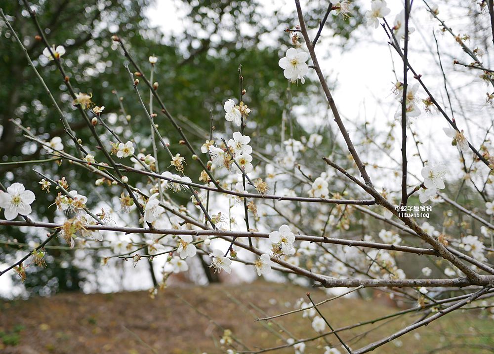 桃園「長庚養生文化村落羽松公園」環湖落羽松林與倒影優美浪漫