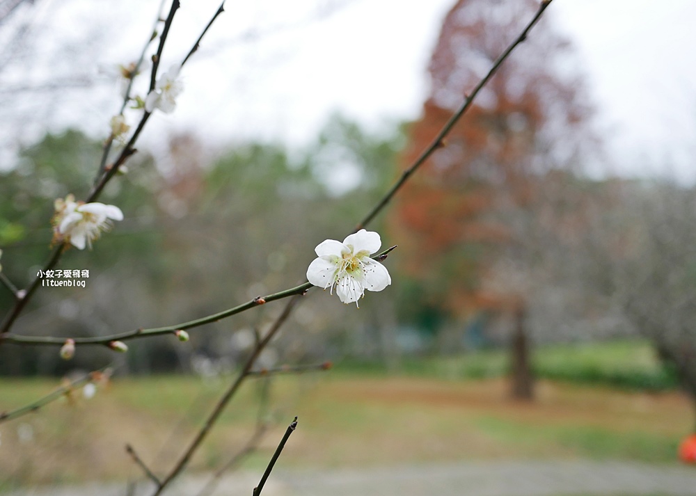 桃園「長庚養生文化村落羽松公園」環湖落羽松林與倒影優美浪漫