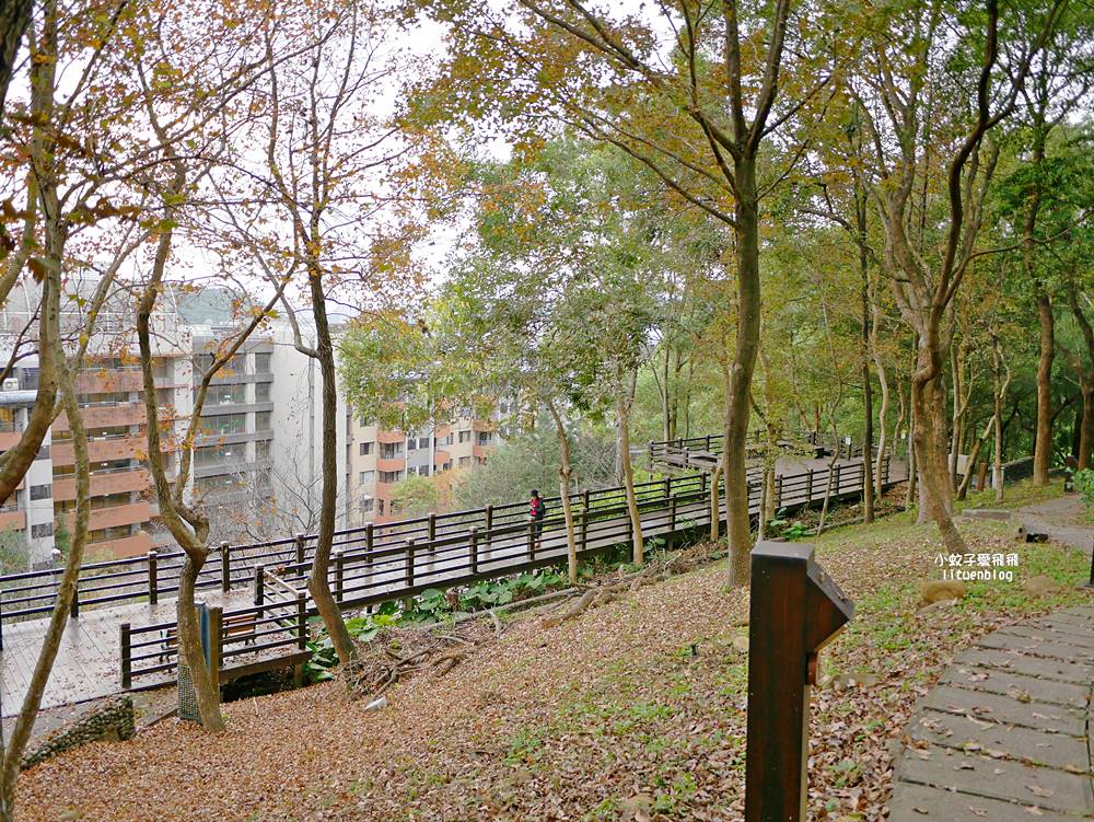 桃園「長庚養生文化村落羽松公園」環湖落羽松林與倒影優美浪漫