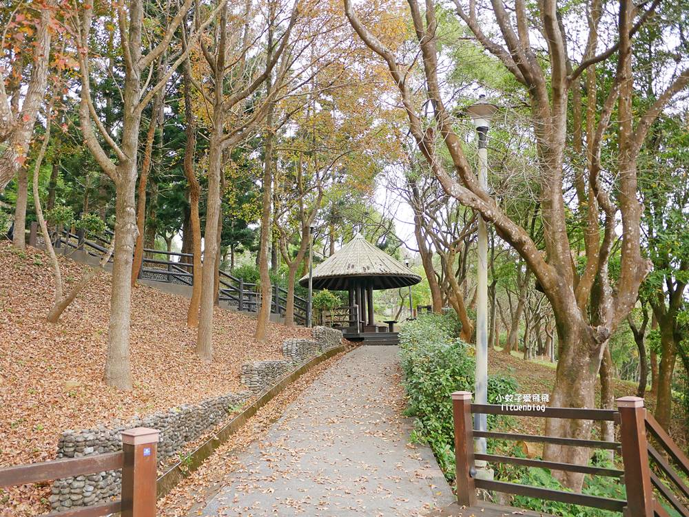 桃園「長庚養生文化村落羽松公園」環湖落羽松林與倒影優美浪漫