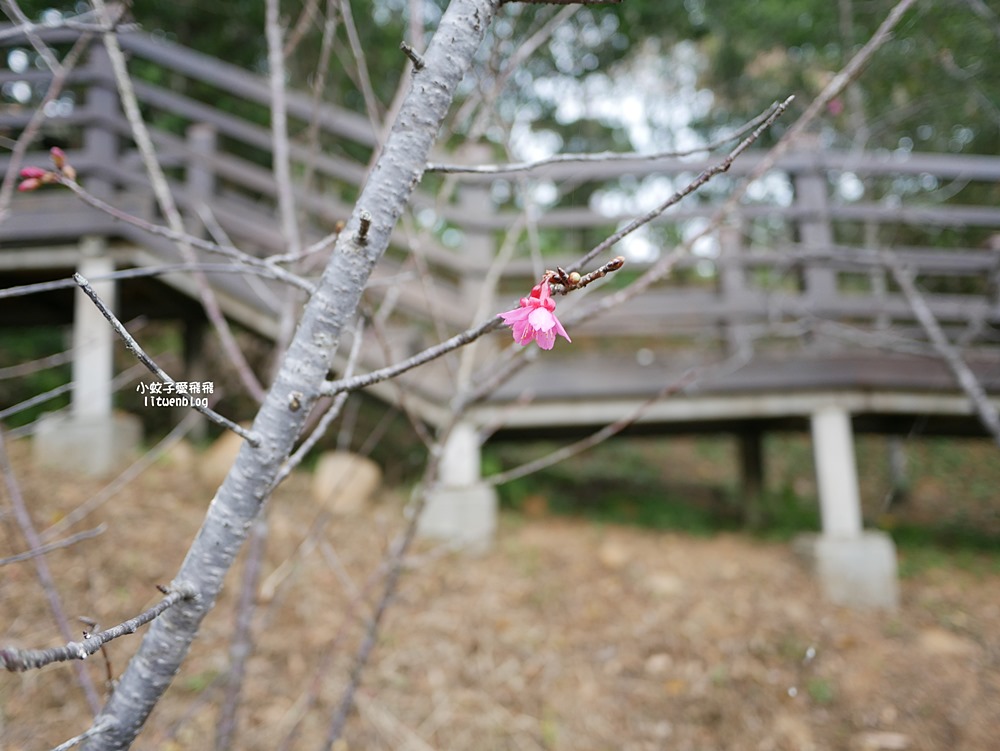 桃園「長庚養生文化村落羽松公園」環湖落羽松林與倒影優美浪漫
