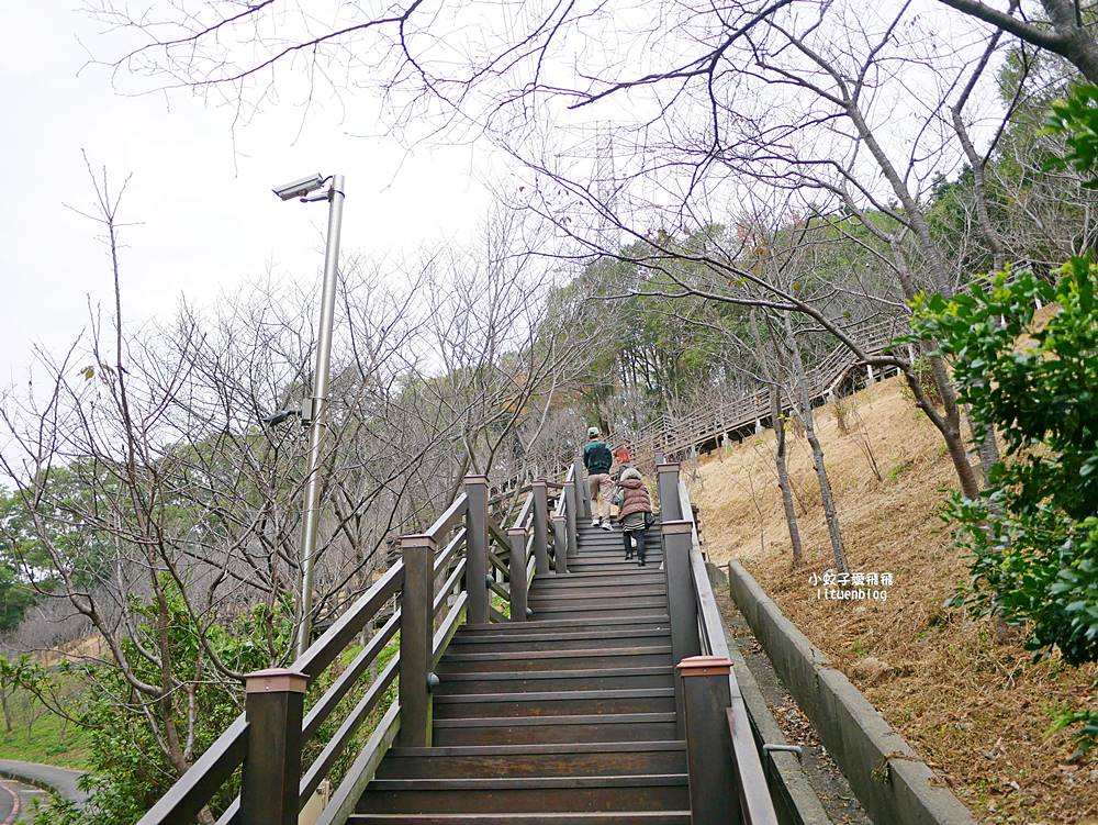 桃園「長庚養生文化村落羽松公園」環湖落羽松林與倒影優美浪漫