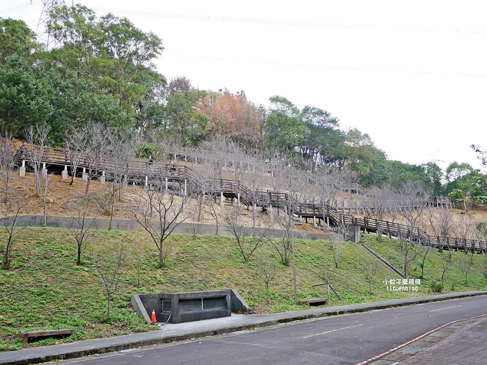 桃園「長庚養生文化村落羽松公園」環湖落羽松林與倒影優美浪漫