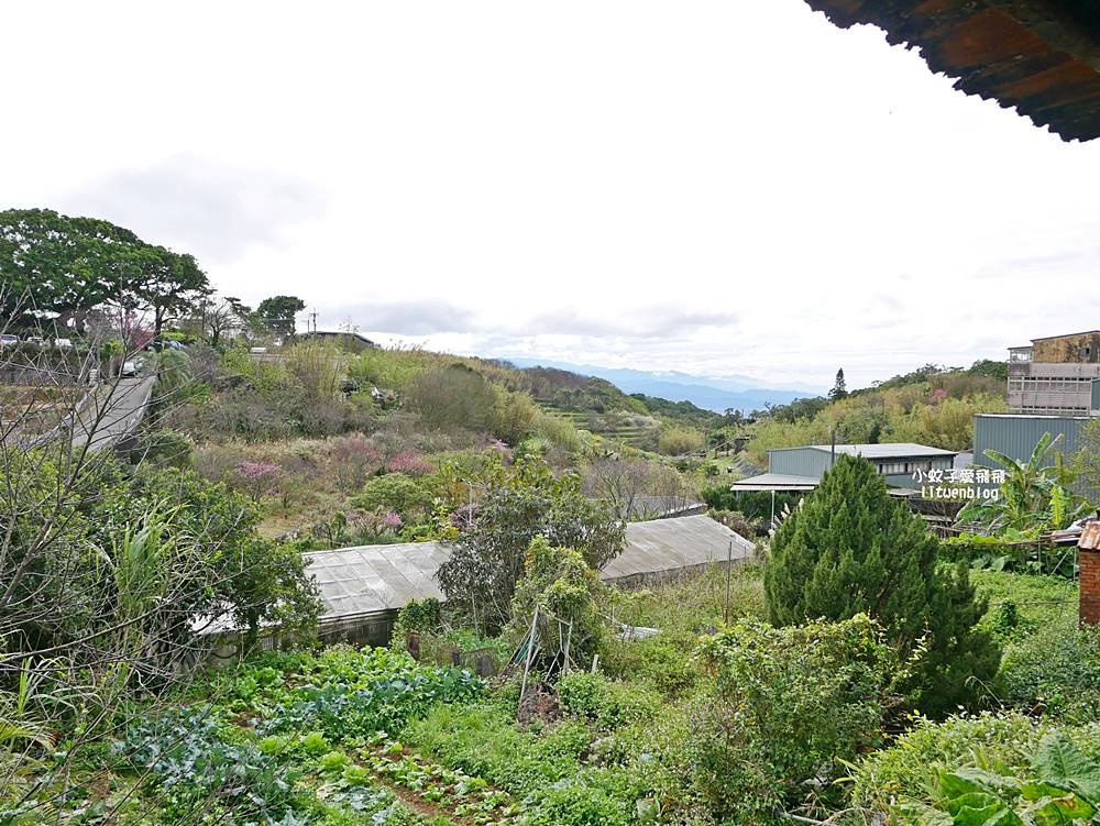 陽明山景點「鵝尾山水田｜鵝尾山水梯田木棧道」廣闊梯田稻浪棧橋，賞波斯菊櫻花