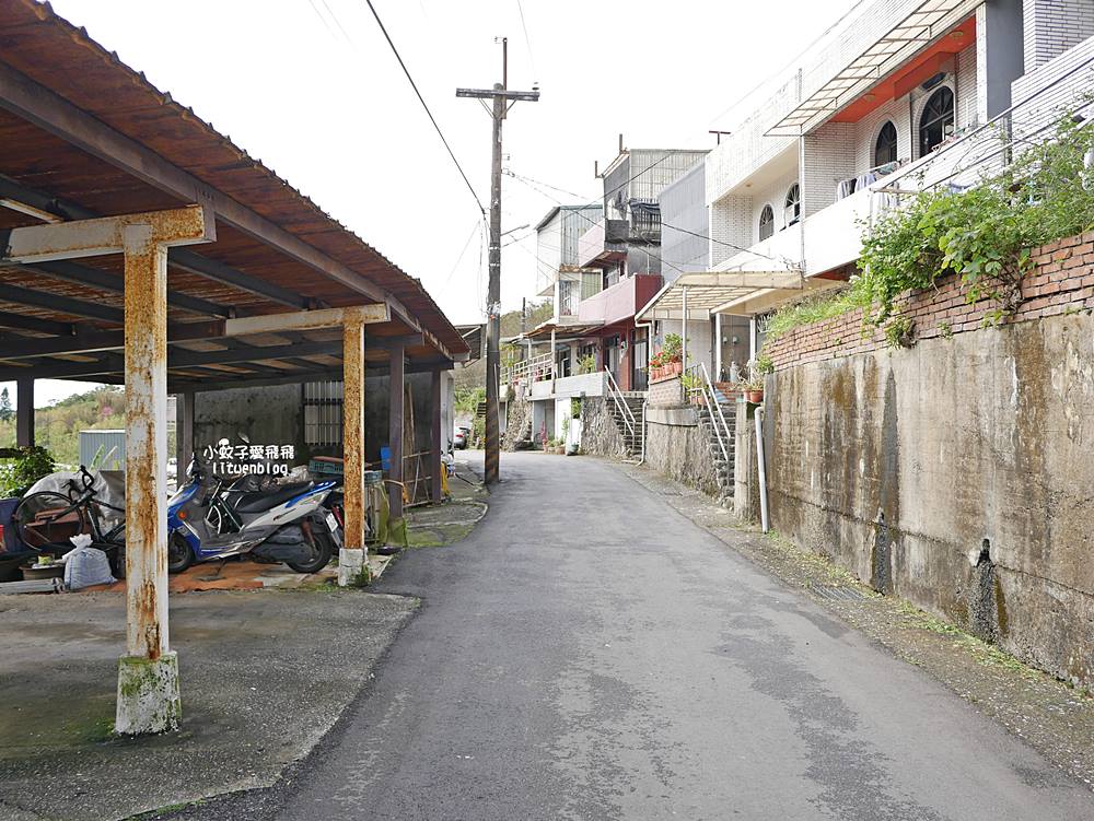 陽明山景點「鵝尾山水田｜鵝尾山水梯田木棧道」廣闊梯田稻浪棧橋，賞波斯菊櫻花