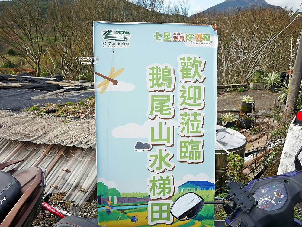 陽明山景點「鵝尾山水田｜鵝尾山水梯田木棧道」廣闊梯田稻浪棧橋，賞波斯菊櫻花