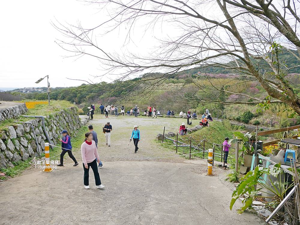 陽明山景點「鵝尾山水田｜鵝尾山水梯田木棧道」廣闊梯田稻浪棧橋，賞波斯菊櫻花