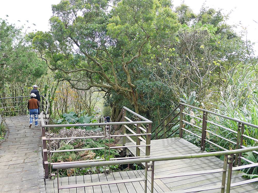 陽明山景點「鵝尾山水田｜鵝尾山水梯田木棧道」廣闊梯田稻浪棧橋，賞波斯菊櫻花