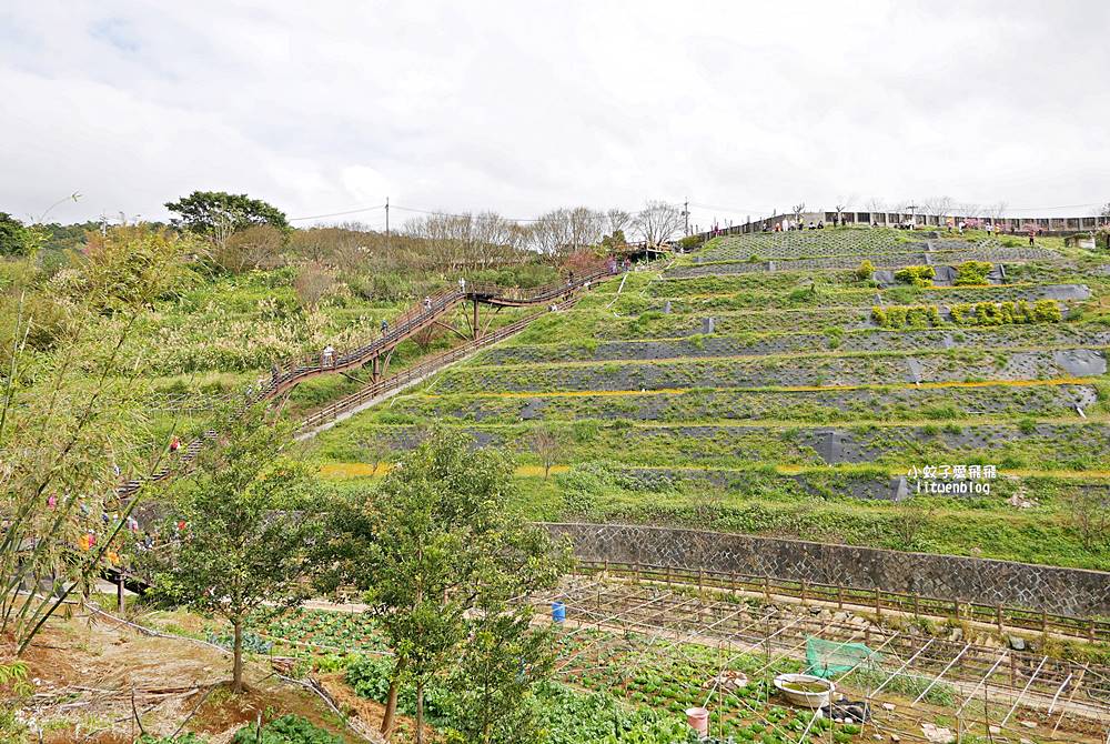 陽明山景點「鵝尾山水田｜鵝尾山水梯田木棧道」廣闊梯田稻浪棧橋，賞波斯菊櫻花