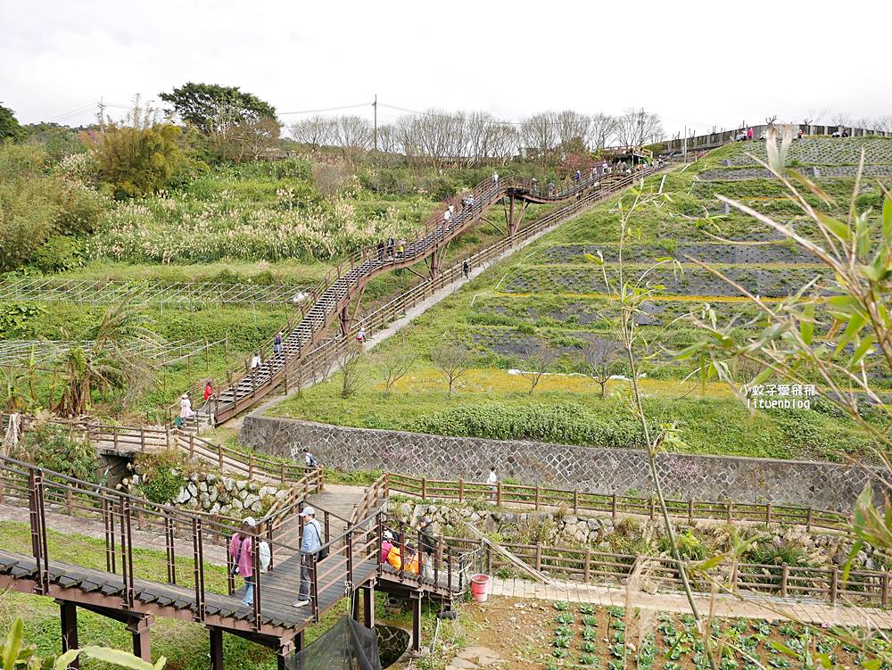 二訪2026平菁街櫻花巷，最新花況與交通方式