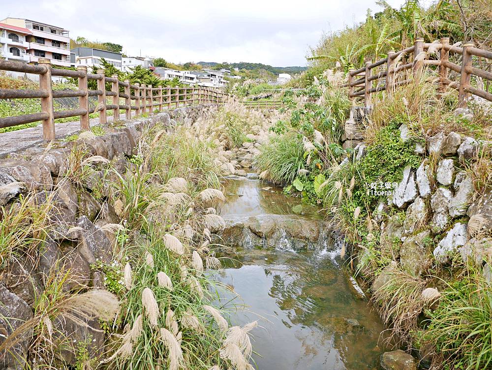 陽明山景點「鵝尾山水田｜鵝尾山水梯田木棧道」廣闊梯田稻浪棧橋，賞波斯菊櫻花