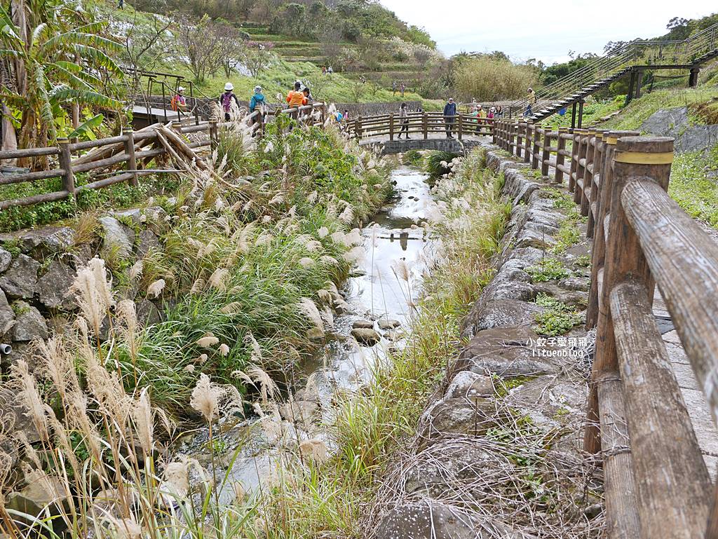 陽明山景點「鵝尾山水田｜鵝尾山水梯田木棧道」廣闊梯田稻浪棧橋，賞波斯菊櫻花