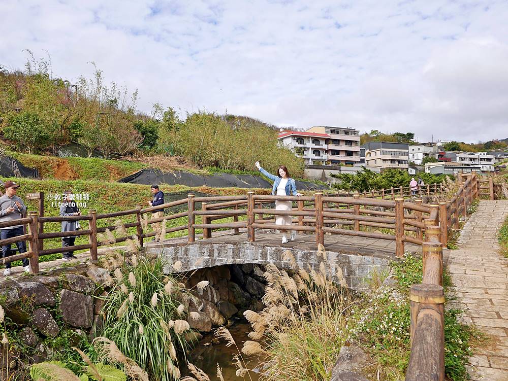陽明山景點「鵝尾山水田｜鵝尾山水梯田木棧道」廣闊梯田稻浪棧橋，賞波斯菊櫻花