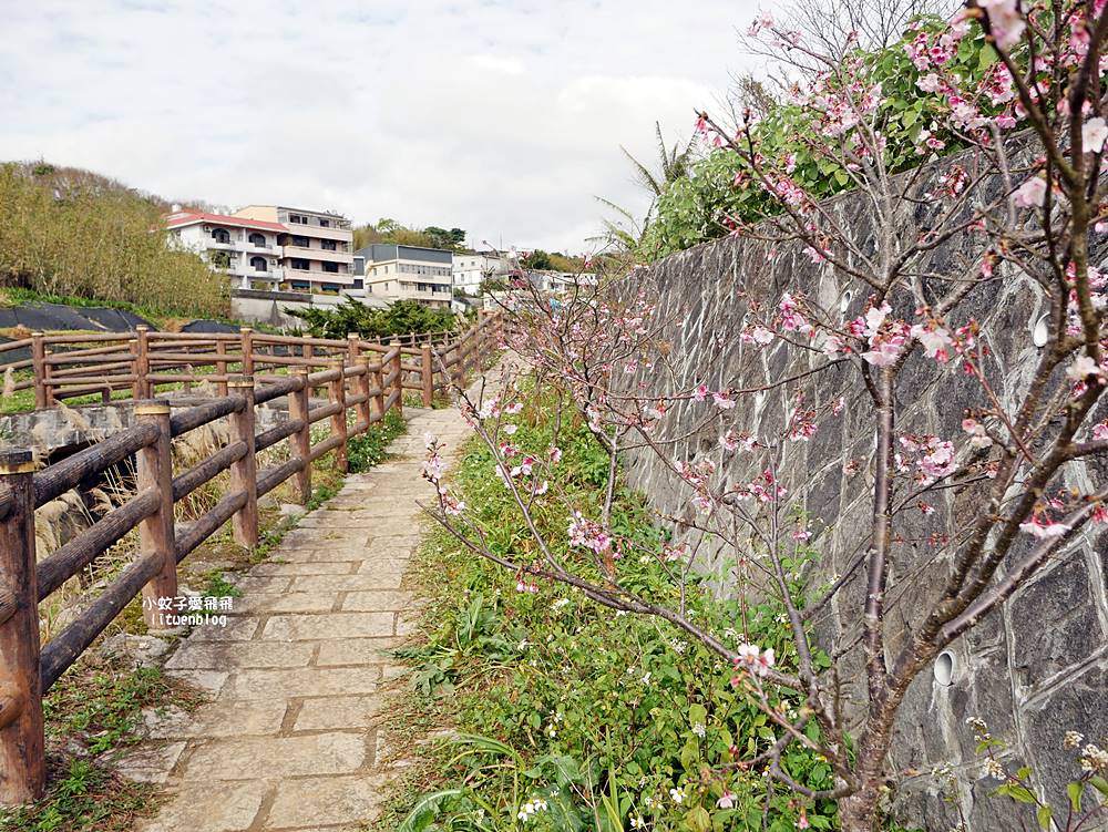 陽明山景點「鵝尾山水田｜鵝尾山水梯田木棧道」廣闊梯田稻浪棧橋，賞波斯菊櫻花
