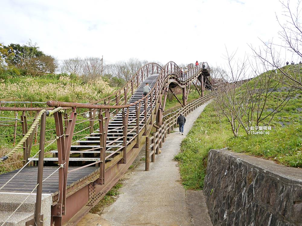 陽明山景點「鵝尾山水田｜鵝尾山水梯田木棧道」廣闊梯田稻浪棧橋，賞波斯菊櫻花