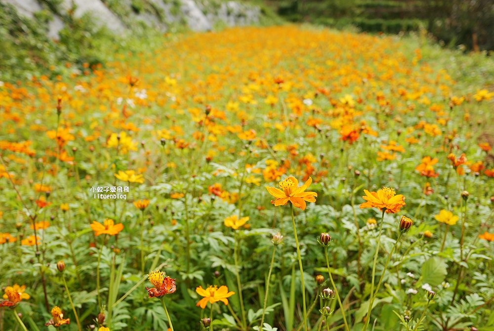 陽明山景點「鵝尾山水田｜鵝尾山水梯田木棧道」廣闊梯田稻浪棧橋，賞波斯菊櫻花