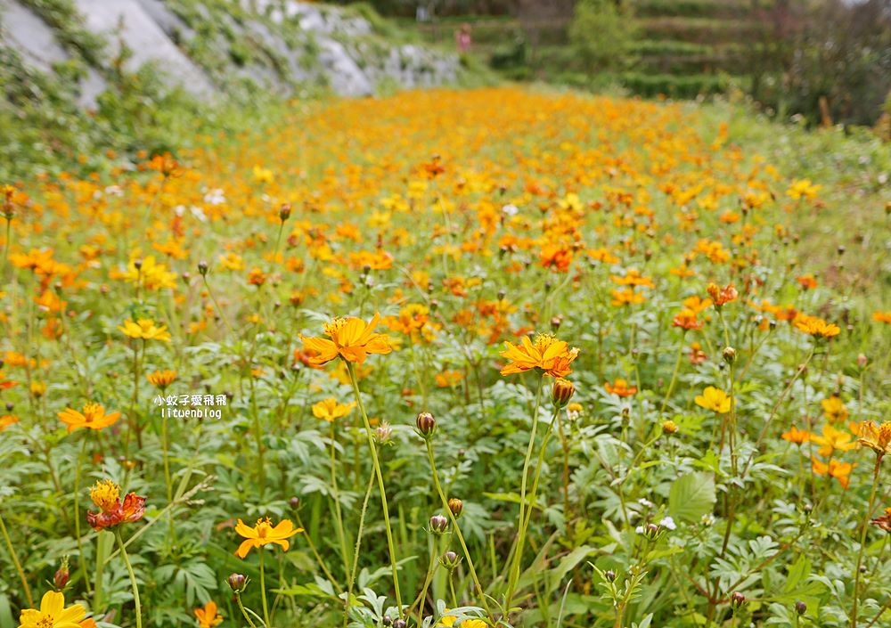 陽明山景點「鵝尾山水田｜鵝尾山水梯田木棧道」廣闊梯田稻浪棧橋，賞波斯菊櫻花
