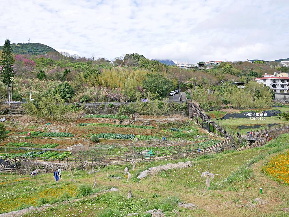 陽明山景點「鵝尾山水田｜鵝尾山水梯田木棧道」廣闊梯田稻浪棧橋，賞波斯菊櫻花