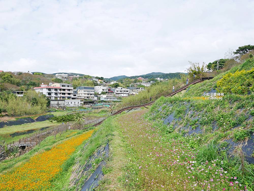 陽明山景點「鵝尾山水田｜鵝尾山水梯田木棧道」廣闊梯田稻浪棧橋，賞波斯菊櫻花