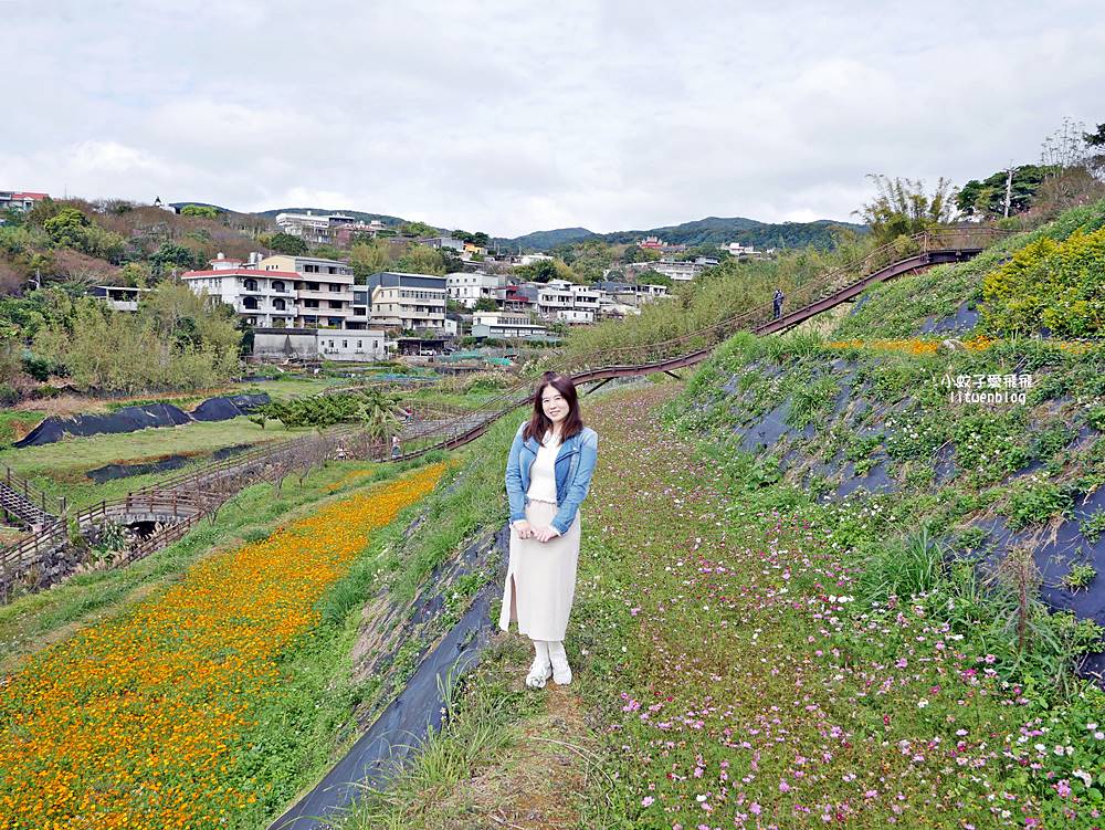 陽明山景點「鵝尾山水田｜鵝尾山水梯田木棧道」廣闊梯田稻浪棧橋，賞波斯菊櫻花