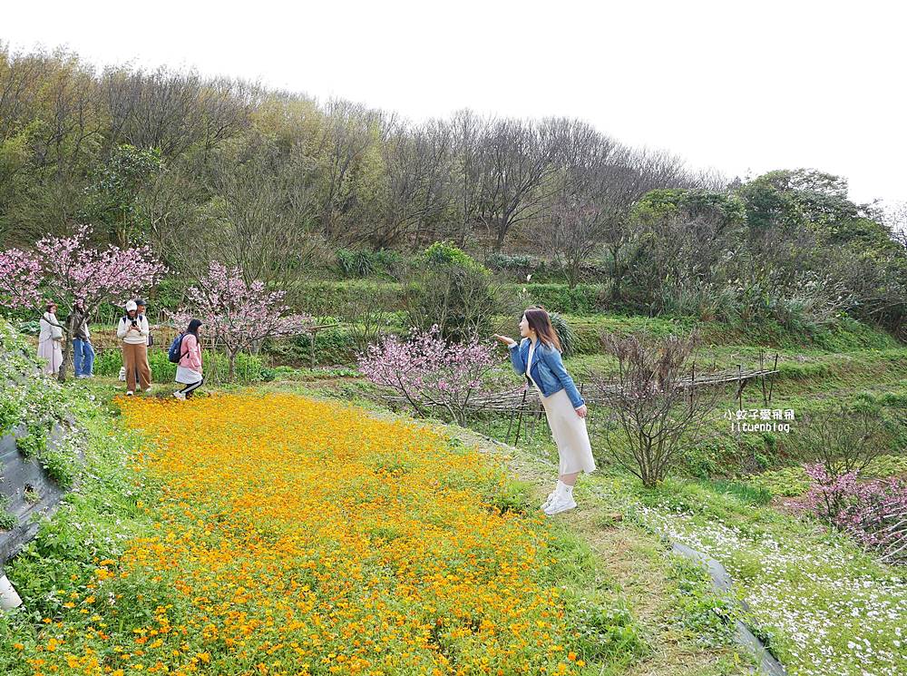 陽明山景點「鵝尾山水田｜鵝尾山水梯田木棧道」廣闊梯田稻浪棧橋，賞波斯菊櫻花