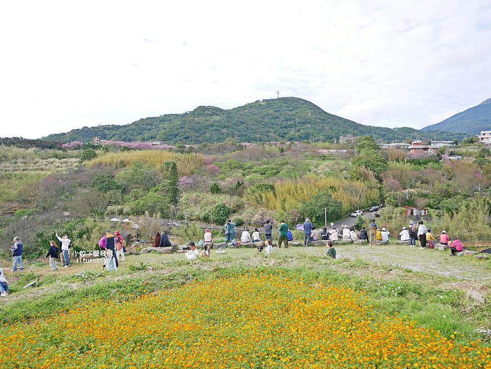 陽明山景點「鵝尾山水田｜鵝尾山水梯田木棧道」廣闊梯田稻浪棧橋，賞波斯菊櫻花