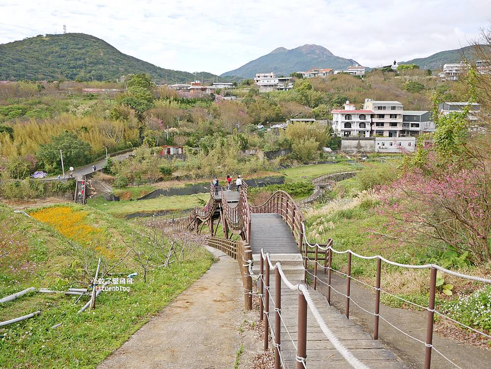 陽明山景點「鵝尾山水田｜鵝尾山水梯田木棧道」廣闊梯田稻浪棧橋，賞波斯菊櫻花