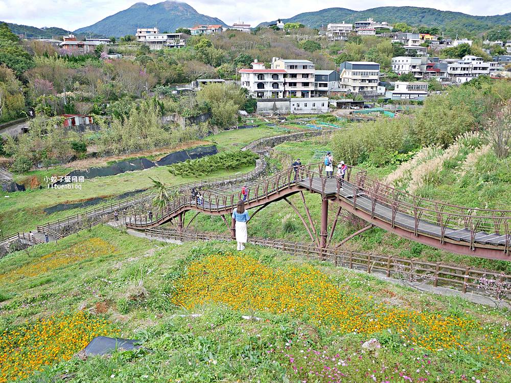 陽明山景點「鵝尾山水田｜鵝尾山水梯田木棧道」廣闊梯田稻浪棧橋，賞波斯菊櫻花