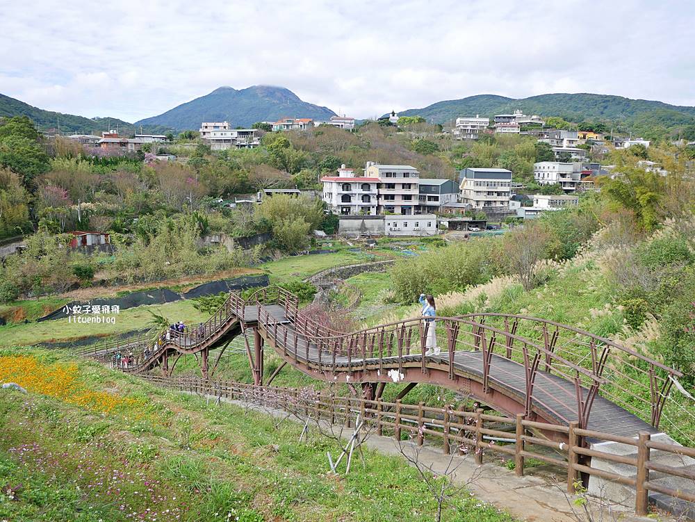陽明山景點「鵝尾山水田｜鵝尾山水梯田木棧道」廣闊梯田稻浪棧橋，賞波斯菊櫻花
