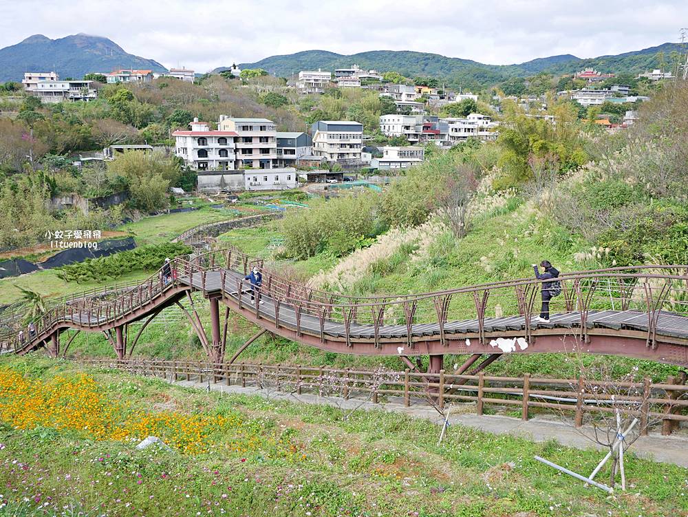 陽明山景點「鵝尾山水田｜鵝尾山水梯田木棧道」廣闊梯田稻浪棧橋，賞波斯菊櫻花