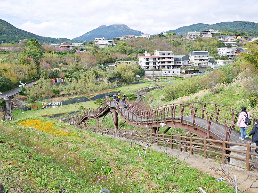 陽明山景點「鵝尾山水田｜鵝尾山水梯田木棧道」廣闊梯田稻浪棧橋，賞波斯菊櫻花