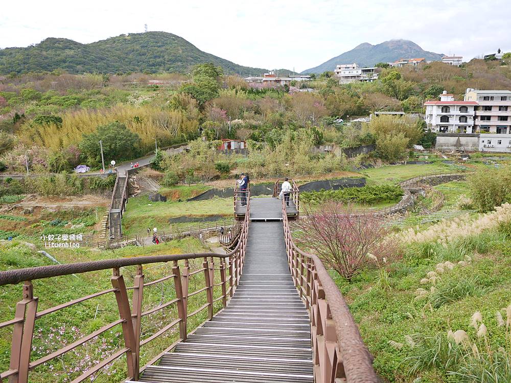 陽明山景點「鵝尾山水田｜鵝尾山水梯田木棧道」廣闊梯田稻浪棧橋，賞波斯菊櫻花