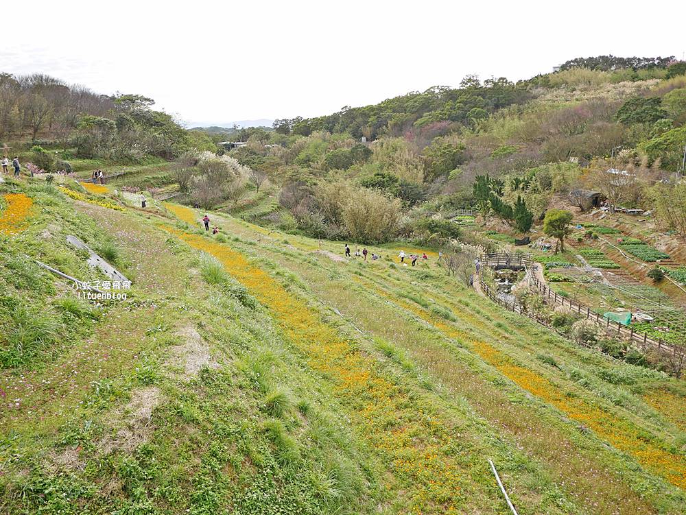 陽明山景點「鵝尾山水田｜鵝尾山水梯田木棧道」廣闊梯田稻浪棧橋，賞波斯菊櫻花