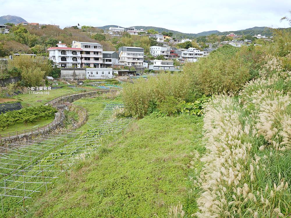 陽明山景點「鵝尾山水田｜鵝尾山水梯田木棧道」廣闊梯田稻浪棧橋，賞波斯菊櫻花