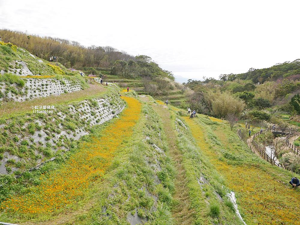 陽明山景點「鵝尾山水田｜鵝尾山水梯田木棧道」廣闊梯田稻浪棧橋，賞波斯菊櫻花