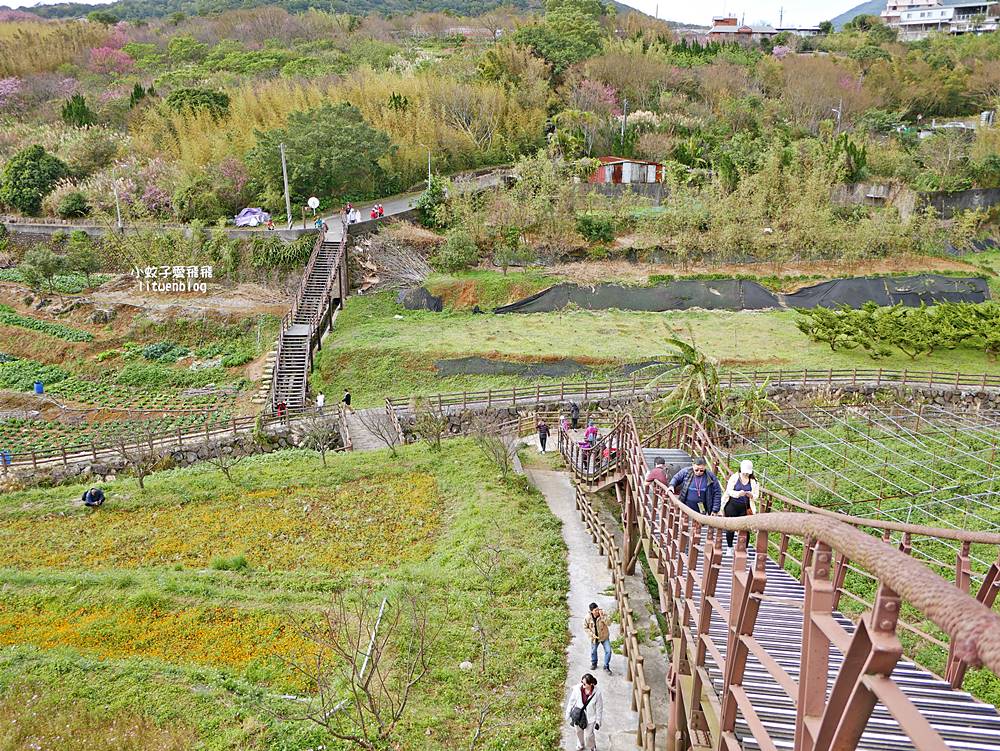 陽明山景點「鵝尾山水田｜鵝尾山水梯田木棧道」廣闊梯田稻浪棧橋，賞波斯菊櫻花