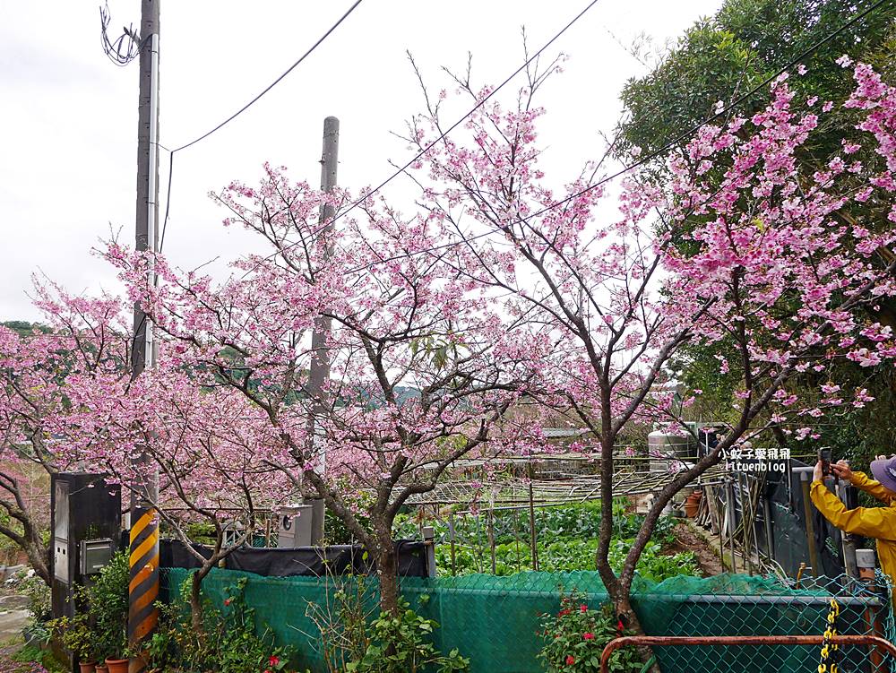 二訪2026平菁街櫻花巷，最新花況與交通方式