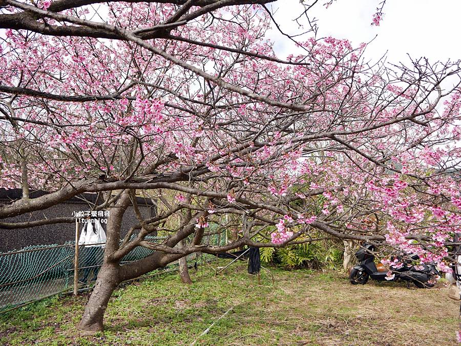 二訪2026平菁街櫻花巷，最新花況與交通方式