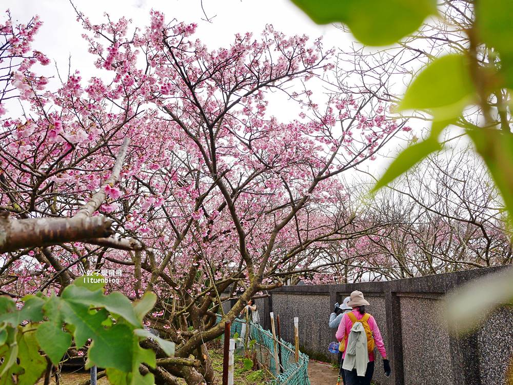 二訪2026平菁街櫻花巷，最新花況與交通方式