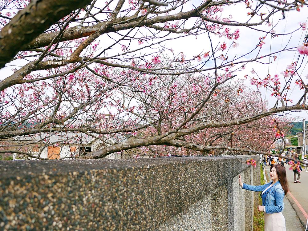 二訪2026平菁街櫻花巷，最新花況與交通方式